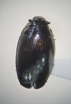 Gyrinus bifarius thumbnail 2