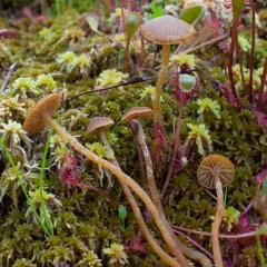 Bog Bell thumbnail 3