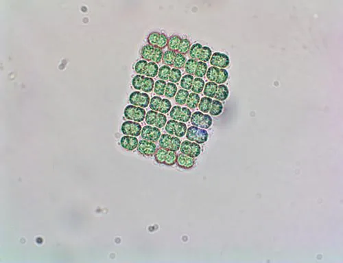 Merismopedia elegans