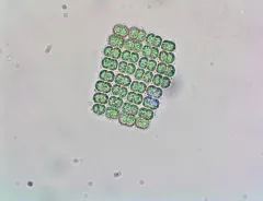 Merismopedia elegans thumbnail 1
