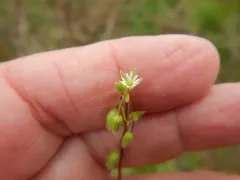 northern starwort thumbnail 2