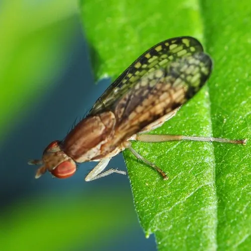 Trypetoptera canadensis