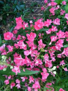 Chinese-pink thumbnail 2