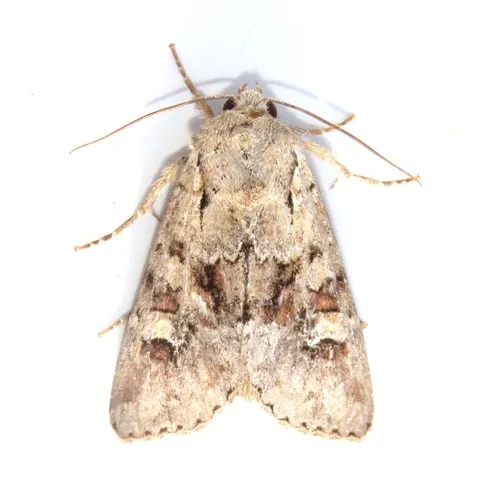 Bordered Apamea Moth