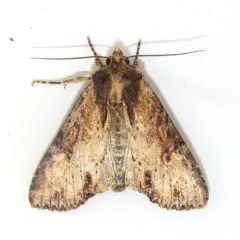 Airy Apamea Moth thumbnail 1