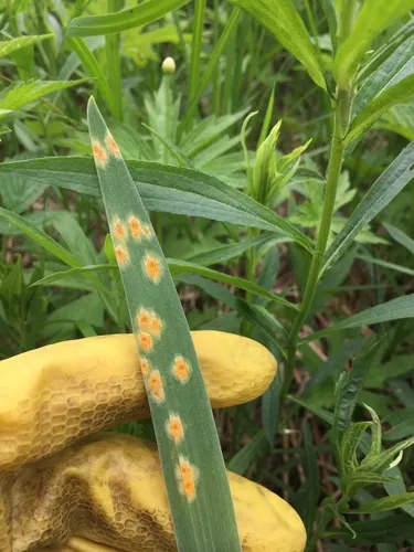 iris rust