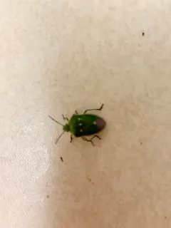 Say's Stink Bug thumbnail 3