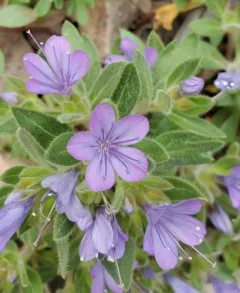 Alpine Collomia thumbnail 2