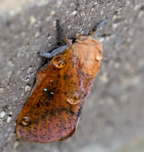 Honey Locust Moth