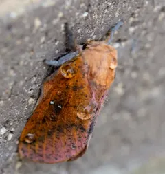 Honey Locust Moth thumbnail 1