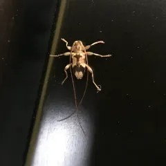 Oak Long-horned Beetle thumbnail 2