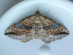 Orthonama evansi thumbnail 4