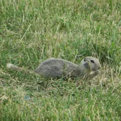 Richardson's Ground Squirrel thumbnail 2
