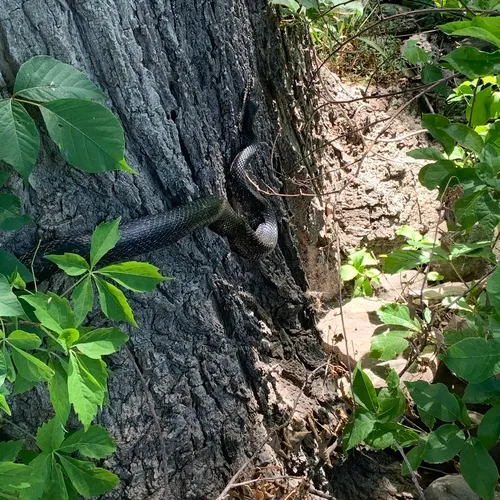 Eastern Ratsnake