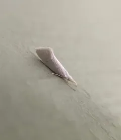 Euceratia castella thumbnail 4