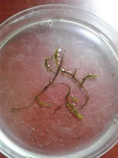 Broad-leaved Brook-moss thumbnail 2