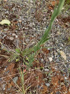 Collins' rockcress thumbnail 2
