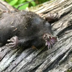 Star-nosed Mole thumbnail 4