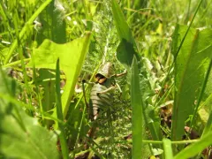 coulee cricket thumbnail 3