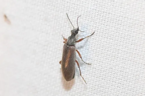 Stereopalpus vestitus
