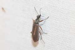 Stereopalpus vestitus thumbnail 1