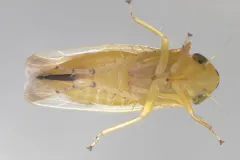 Macrosteles patruelis thumbnail 4