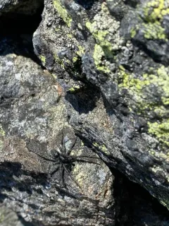 Labrador Thin-legged Wolf Spider thumbnail 2