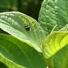 Dogwood Spittlebug thumbnail 1
