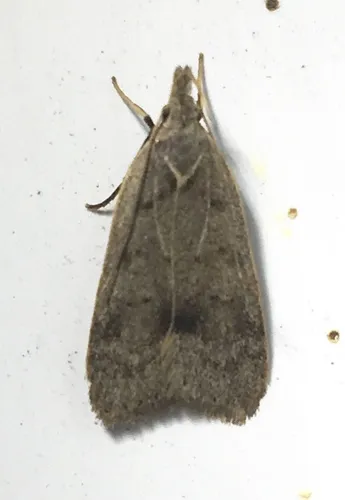 Dichomeris citrifoliella