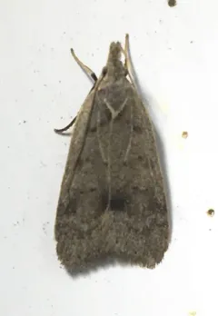 Dichomeris citrifoliella thumbnail 1