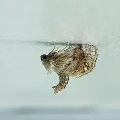 Jeweled Tailed Slug Moth thumbnail 2