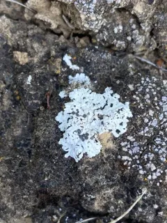 Buellia elegans thumbnail 4
