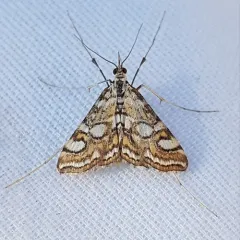 Nymphula Moth thumbnail 2
