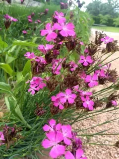 Carthusian Pink thumbnail 2