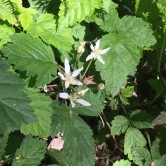trailing blackberry thumbnail 3