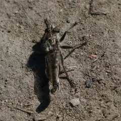 Crested Hammertail thumbnail 3