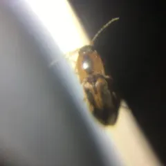 Sweet Click Beetle thumbnail 2