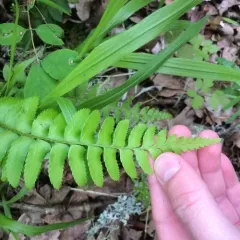 western sword fern thumbnail 3