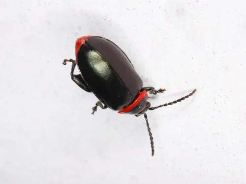 Red-lined Flea Beetle