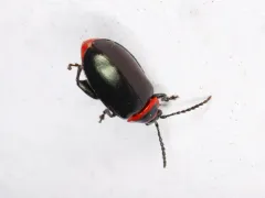 Red-lined Flea Beetle thumbnail 1