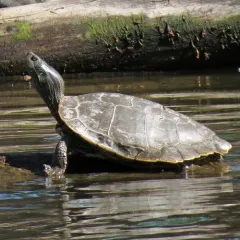 Northern Map Turtle thumbnail 5