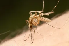 Aedes campestris thumbnail 2