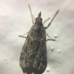 McDunnough's Eudonia thumbnail 3