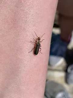 Podabrus punctulatus thumbnail 3