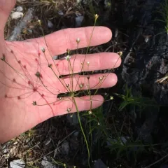 pygmy-flower rock-jasmine thumbnail 4