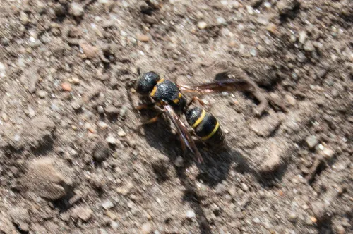 Leptochilus republicanus