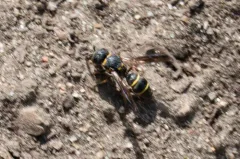 Leptochilus republicanus thumbnail 1