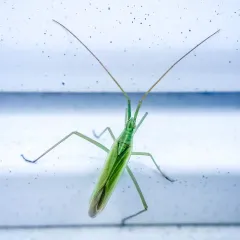 Megaloceroea recticornis thumbnail 3