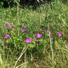 Bloody Crane's-bill thumbnail 2