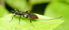 Odontocolon atripes thumbnail 3